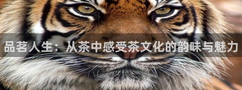 鸿运合拍平台