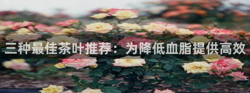 鸿运投资平台是什么