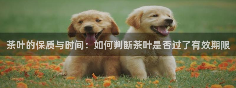 手机版鸿运平台