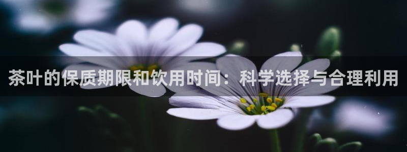 鸿运集团有几个平台