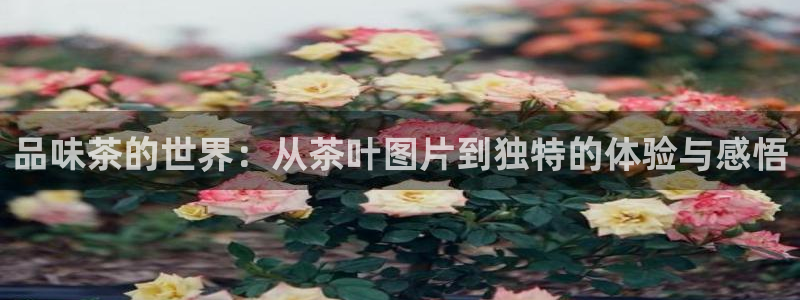 鸿运快三平台