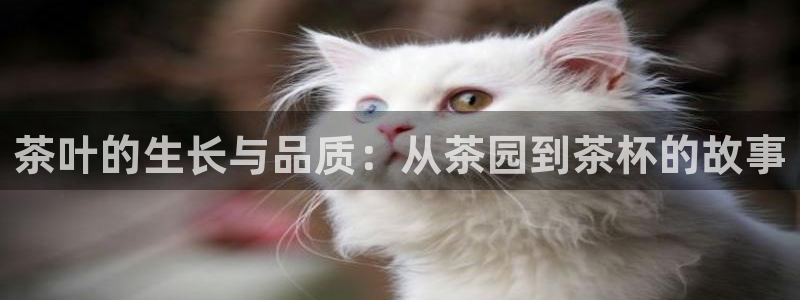 鸿运直播彩票平台