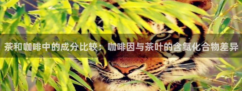 鸿运聊平台