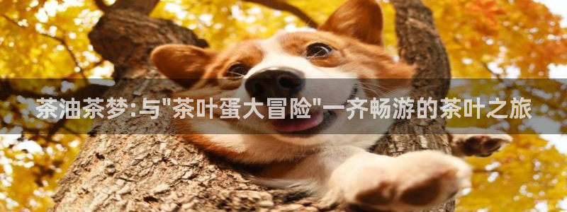 鸿运体育在线平台