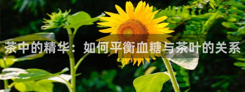 鸿运来投资平台